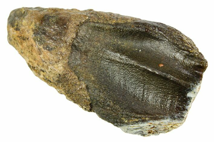 Fossil Ceratopsian Dinosaur (Torosaurus?) Tooth - Montana #378483